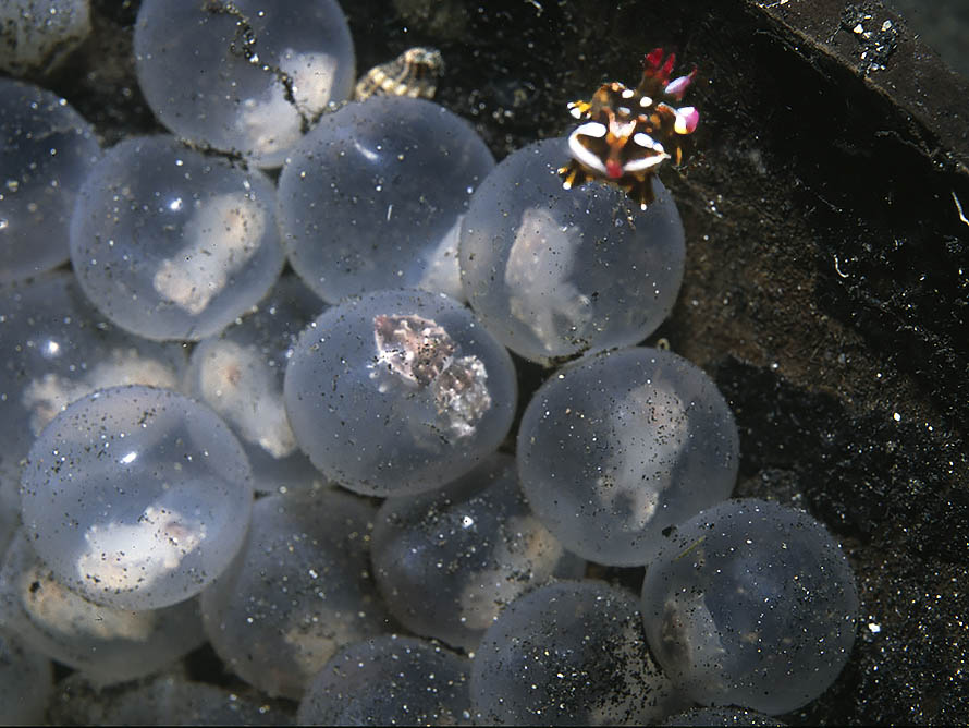 Ascarosepion pfefferi